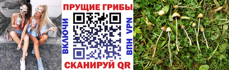 Галлюциногенные грибы Cubensis  Егорьевск 